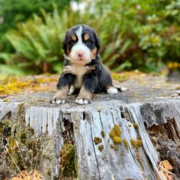 Superman (Brown Collar) - Black rust and white male Bernese Mountain Dog puppy in Stanwood, Washington from Butter Cup Pups and Paws