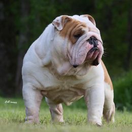Bulldogs and French Bulldogs from Double B Bulldogs