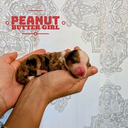 Peanut Butter - Red merle female Aussiedoodle puppy in Cambridge, Minnesota from Country Meadow Doodles