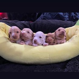 Dachshund Puppies from JnA Dachshunds