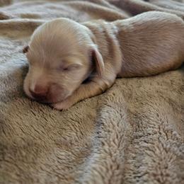 Girl 1 - Cream female Dachshund puppy in Lebanon, Oregon from Willow Moons Dachshunds