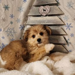 Rudy - Sable male Aussiedoodle puppy in Logansport, Indiana from Sandy Hill Farm Aussies, LLC