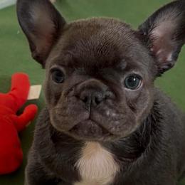 Blue girl - Blue female French Bulldog puppy in Pennsylvania from R & C French Bulldogs