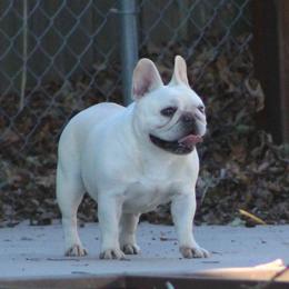 Neva - French Bulldog
