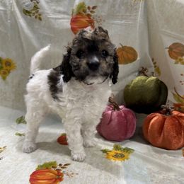 Cookie - Sable and white female Cockapoo puppy in Salem, Oregon from Capital Doodles