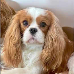 River - Cavalier King Charles Spaniel