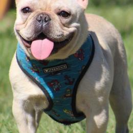 Blanquita - French Bulldog
