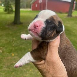 Flashy fawn 1 - Fawn male Boxer puppy in Plainwell, Michigan from Hope's Beautiful Boxers
