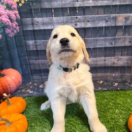 Girl 4 (Argus) (mint collar) - Light golden female Golden Retriever puppy in Hubbard, Ohio from Whickering Pines Golden Retrievers