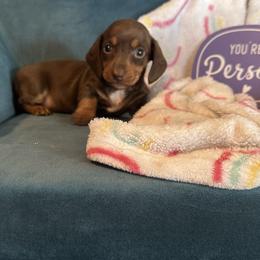 Coco - Chocolate and tan female Dachshund puppy in Hudson, Michigan from Mittentail Kennel Miniature Dachshunds