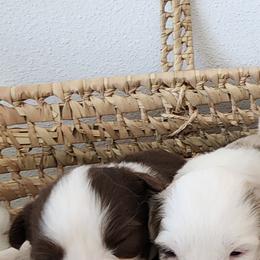 Australian Shepherd Puppies from Out of the Blue Aussies