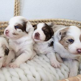 Australian Shepherd Puppies from Out of the Blue Aussies