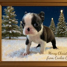 Girl 2 - Black and white female Boston Terrier puppy in North Central, Vermont from Windy Valley’s Bostons