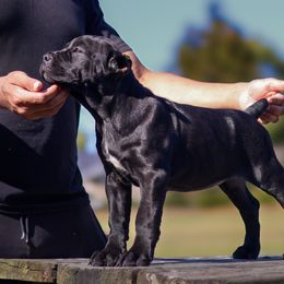Cane Corso Puppies from Black Knight Cane Corso