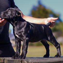 Cane Corso Puppies from Black Knight Cane Corso