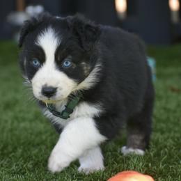 Savannah - Black tri-color female Australian Shepherd puppy in Oak Hill, Florida from Swingin T Ranch LLC