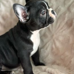 Brindle - French Bulldog puppy from Haynes French Bulldogs