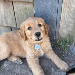Pink collar, girl - Dark golden female Golden Retriever puppy in Petaluma, California from Contango Goldens