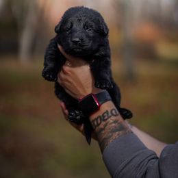 Corset - Black female German Shepherd puppy in Knowlton Township, New Jersey from Augenblick Kennels