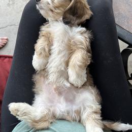 Dachshund and Goldendoodle Puppies from Schmidt’s Doxies N Doodles