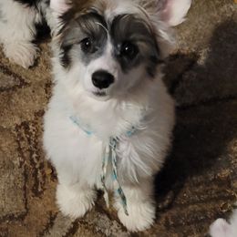 On A Carousel - White and black Chinese Crested puppy in Savannah, Georgia from Dragonwing Kennel