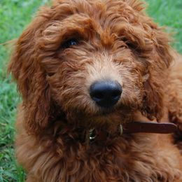 Goldendoodles from Red Spring Farm