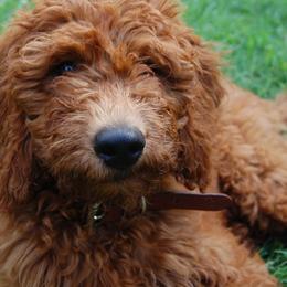 Goldendoodles from Red Spring Farm
