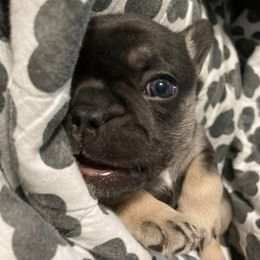 French Bulldogs from Spoiled Potatoes