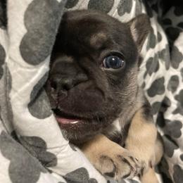 French Bulldogs from Spoiled Potatoes