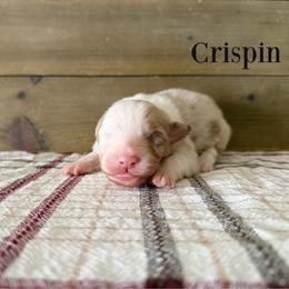 Crispin - Red merle male Australian Shepherd puppy in Kearney, Nebraska from Helix Aussies