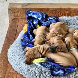 Rhodesian Ridgeback Puppies from Alta Ridgebacks