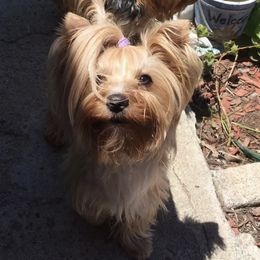 Daisy - Yorkshire Terrier