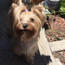 Daisy - Yorkshire Terrier