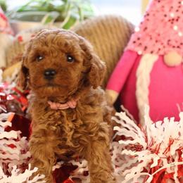 Pepper - Apricot male Poodle puppy in Pottersville, Missouri from Christina Miller's Poodles