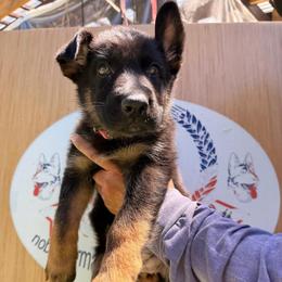 Female ready now 3,425 - Black and tan female German Shepherd puppy in Hollis Center, Maine from Noble German Shepherds of Maine