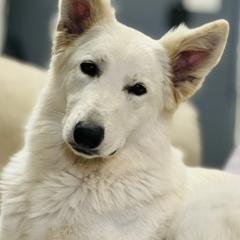 Berger Blanc Suisse Puppies from Wynter Spirit Kennels