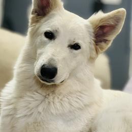 Berger Blanc Suisse Puppies from Wynter Spirit Kennels