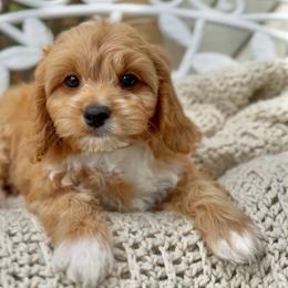 Guinness - Apricot male Cavapoo puppy in Arlington, Texas from Van Haselen Poodles and Doodles