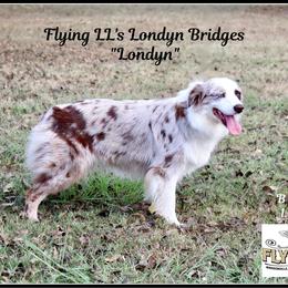 Londyn - Miniature Australian Shepherd