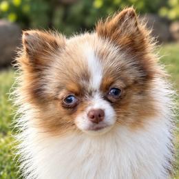 Biscotti - Beaver and Tan Merle Parti Female - Chocolate merle female Pomeranian puppy in Buck Valley, Pennsylvania from Buck Valley Pomeranians