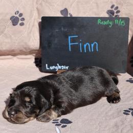 Finn - Black and cream male Dachshund puppy in Prospect, Oregon from Spunky Sausage Pups