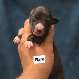 Flare - Seal female Italian Greyhound puppy in Parsons, Kansas from Feathered Cactus Farm
