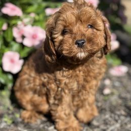 Urban (White Collar Male) - Red male Cavapoo puppy in Pleasant Hill, Iowa from Harvest Creek