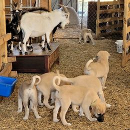 Anatolian Shepherd Dog Puppies from Sanjo Farm