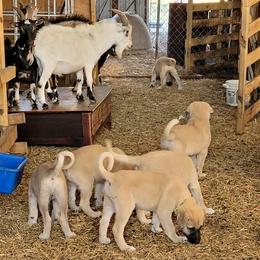 Anatolian Shepherd Dog Puppies from Sanjo Farm
