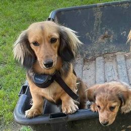 Dachshunds from Donna's Dachshunds