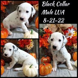 Black Boy LUA - Dalmatian puppy from Mid-Michigan Dalmatians