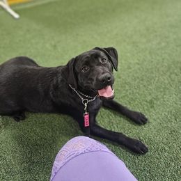 Labrador Retriever All Grown Up from Tsuki Labradors