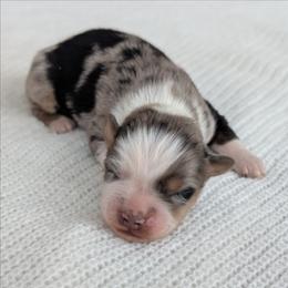 Girl 3 Blue - Blue merle female Australian Shepherd puppy in Yakima, Washington from Naches Heights Ranch