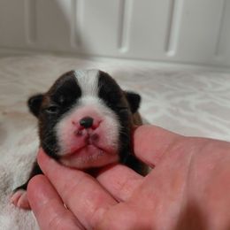 Chloe - Seal and white female Boston Terrier puppy in Star, North Carolina from Meatloaf's Boston